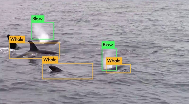 Ai计算机视觉系统-鲸鱼探测